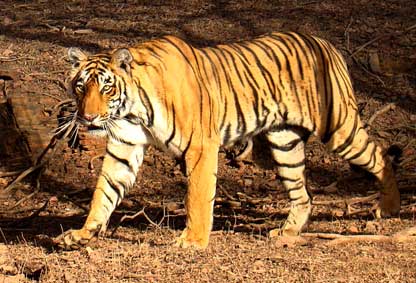 India Tourism Tiger